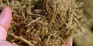 Bagasse