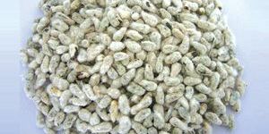 Cotton Seed