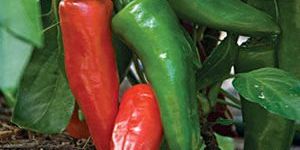 Green and Red Chillies