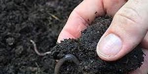 Vermicompost / Organic compost