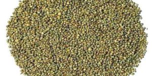 Pearl Millet