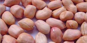 Peanut Kernel Seed