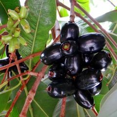 Jamun Plant