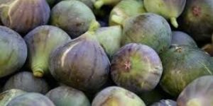 Figs