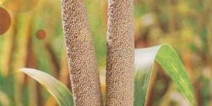 Pearl Millet