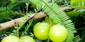AMLA FRUIT PLANT