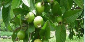 GUAVA ALLAHABADI PLANT