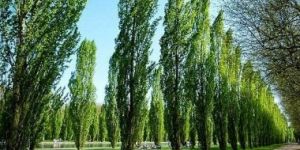 Poplar Plants