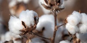 Cotton