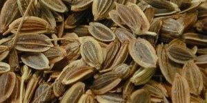 Dill Seeds