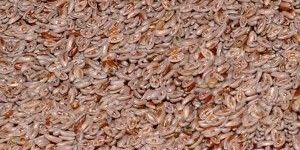 Psyllium Seed Husks