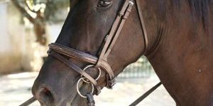Grackle Bridles