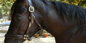 Waymouth Bridles
