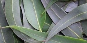 Eucalyptus Oil
