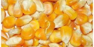 Yellow Maize
