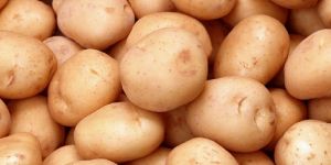 Potato