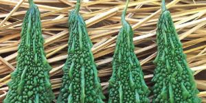 Bitter Gourd