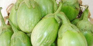 Brinjal