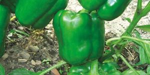 Capsicum