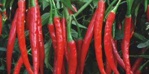 Chilli