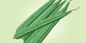 Ridge Gourd
