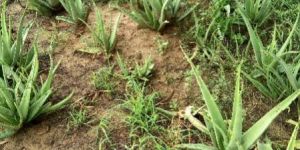 Green Aloevera Leaves