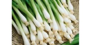 Spring Onion