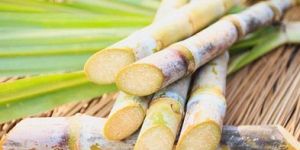 Sugarcane