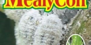 Herbal Mealybug Controller