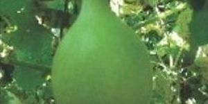 Bottlegourd Pukhraj Seed