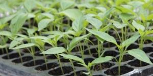 Nursery Seedling Tray