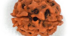 Do Mukhi Rudraksh
