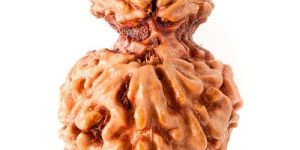 Garbh Gouri Rudraksh