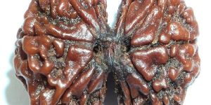 Gauri Shankar Rudraksh