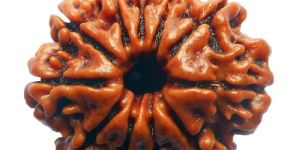 Gyarah Mukhi Rudraksh