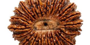 Ikkis Mukhi Rudraksh