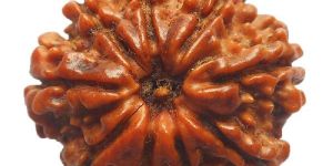 Nava Mukhi Rudraksh