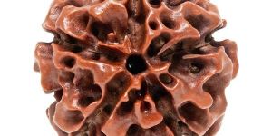 Panch Mukhi Rudraksh