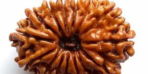 Pendra Mukhi Rudraksh
