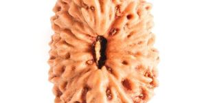 Solah Mukhi Rudraksh