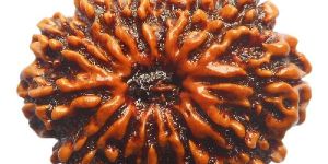 Terah Mukhi Rudraksh