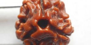 Theen Mukhi Rudraksh
