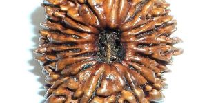 Unhees Mukhi Rudraksh