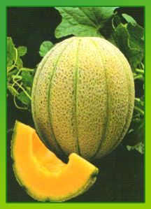 Muskmelon
