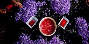 Kashmiri Saffron