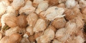 Coconut