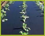 Mulch Film