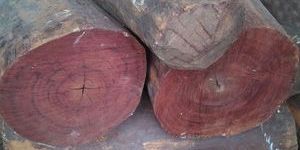 Red Sander Logs