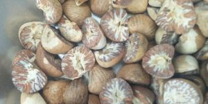 Betel Nuts