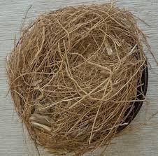 RAMACHAM - VETIVER PLANTS